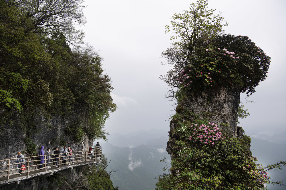 新华社记者 陶明 摄5月11日,游人在汉中龙头山景区观赏盛开的高山杜鹃