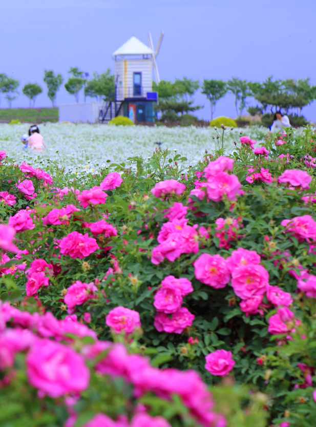 走 五月初夏 到齐鲁酒地看玫瑰花开成海 腾讯新闻