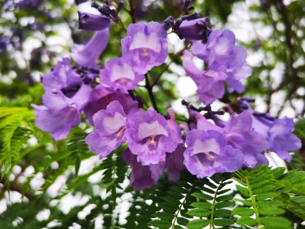 楚雄蓝花楹迎来盛花期!来一场紫色的梦幻约会吧