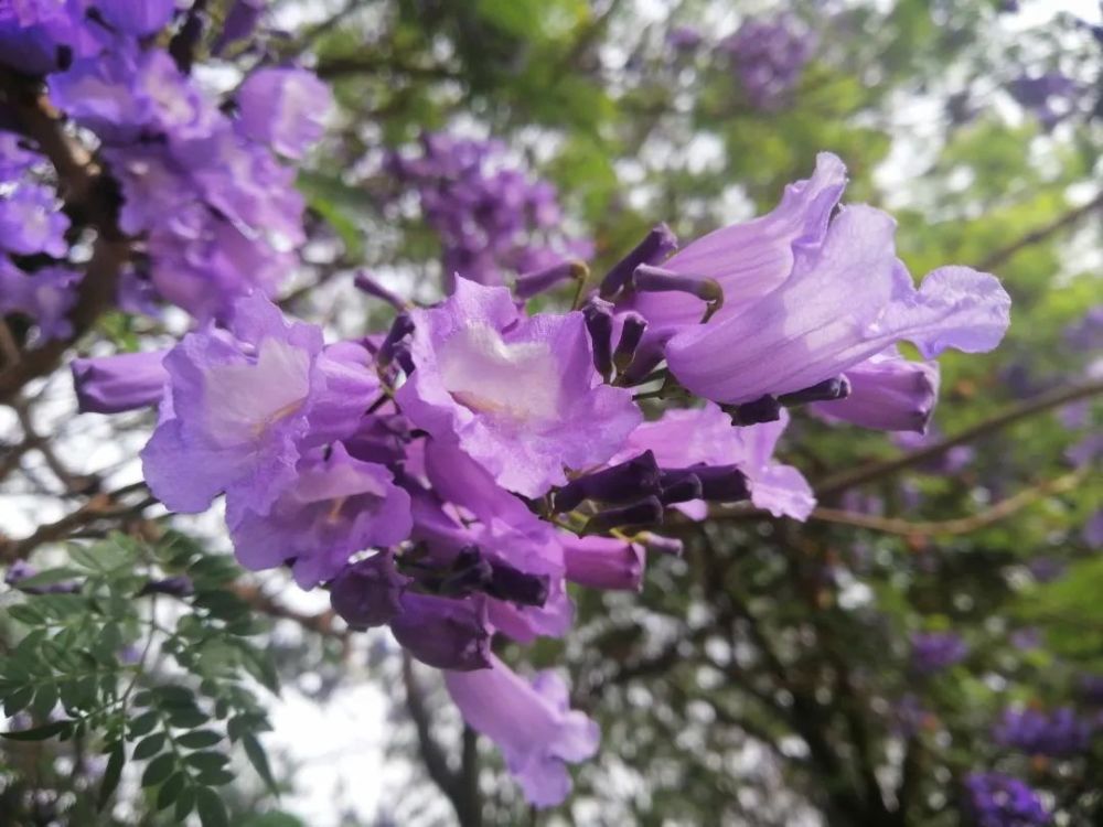 楚雄蓝花楹迎来盛花期!来一场紫色的梦幻约会吧