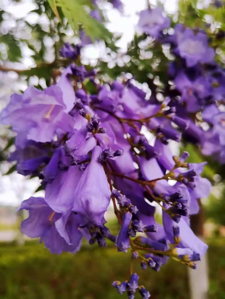 树上长紫色的花的树图片