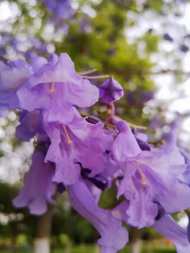 紫色小花行人们华丽的花伞高大的花树成了漫步在望江路都是最佳赏花