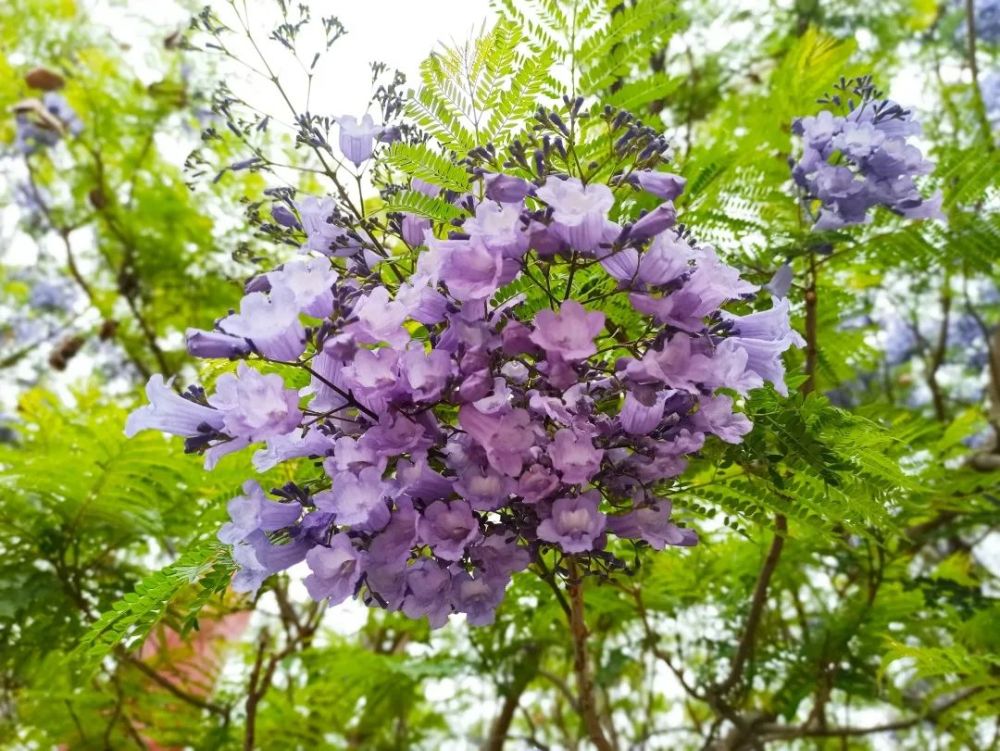 紫色小花行人们华丽的花伞高大的花树成了漫步在望江路都是最佳赏花