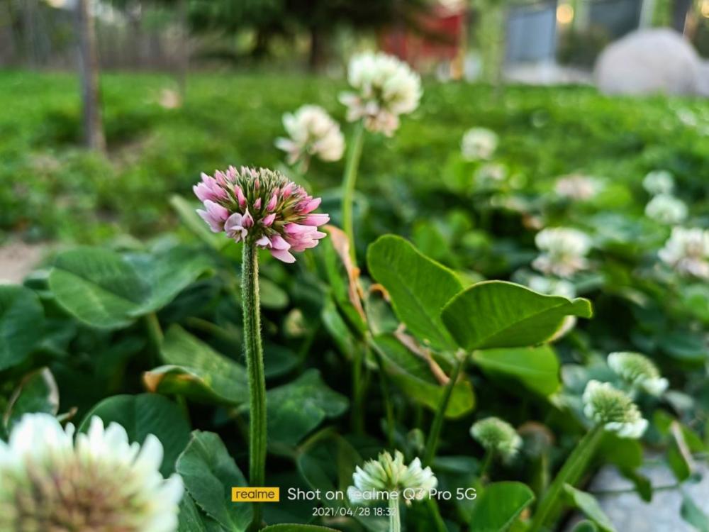 千元机皇realme真我q3pro图赏,用着舒服才是硬道理_腾讯新闻