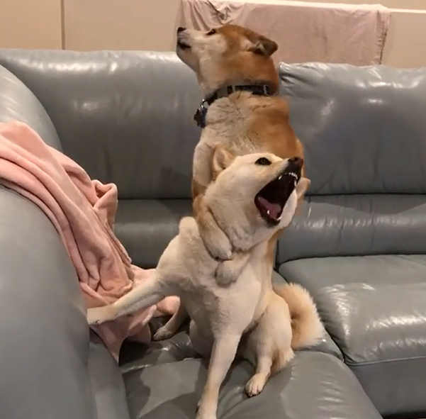 两只柴犬争骨头打架,结果其中一只只用一招,便成功制服另一只!