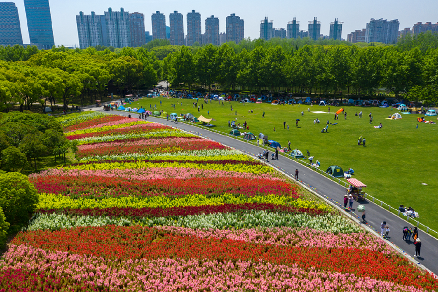 探索 1万平方米 世纪公园七彩花田正值最佳观赏期 腾讯新闻