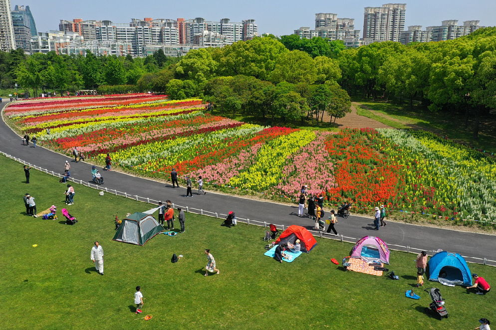 探索1万平方米世纪公园七彩花田正值最佳观赏期