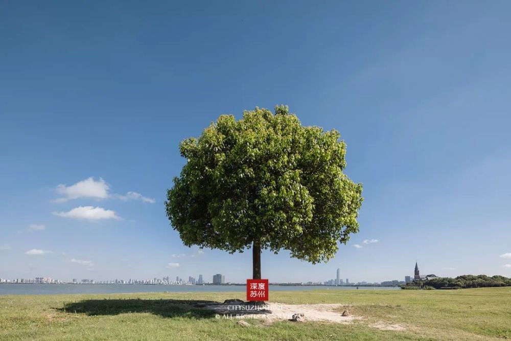 多领域齐头并进,苏州正以翘楚之姿立于城市之林!