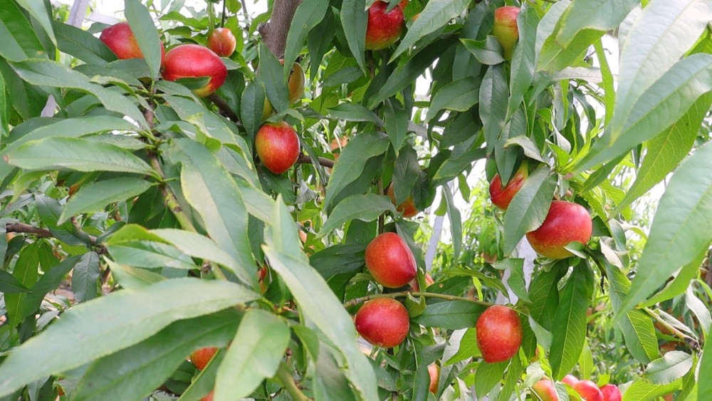 果园飘香摘果忙大棚油桃抢鲜上市