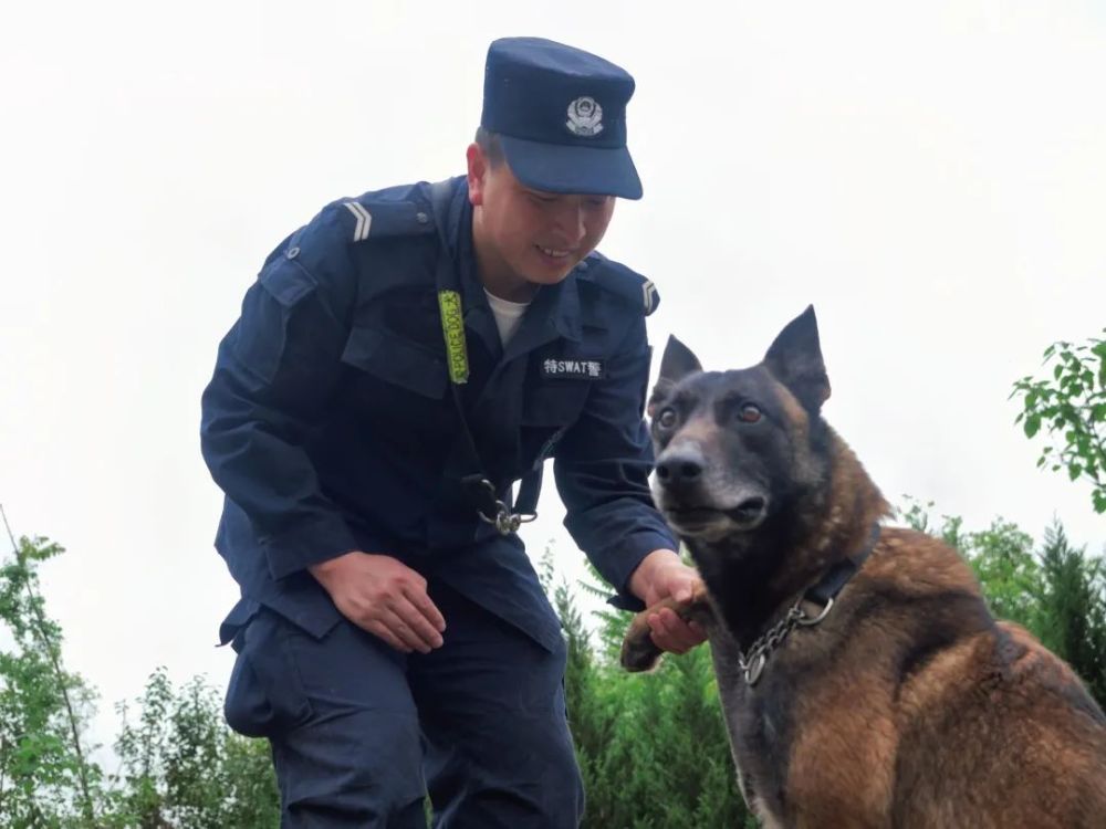 训导员:镇坪县公安局谢海警犬:兰博训导员:镇坪县公安局谢海警犬:兰博