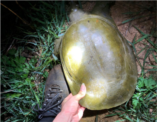 钓友称:这只大老鳖晚上出来下蛋时被抓到了,超级沉,抱一会就抱不动了