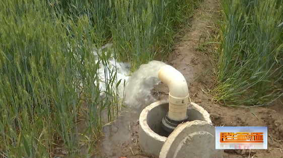 这两天他正在地头忙活着用机井灌溉家里种植的小麦和西瓜地.