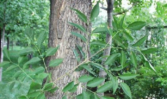 走近中药,认识一下"秦皮",这个名字,和"道地药材"无关