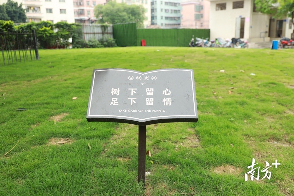 快来打卡!白云区夏茅近300岁香芒古树结果