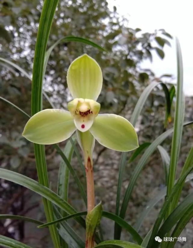 春兰名品宋梅瓣型工整香气雅致是不可逾越的经典品种