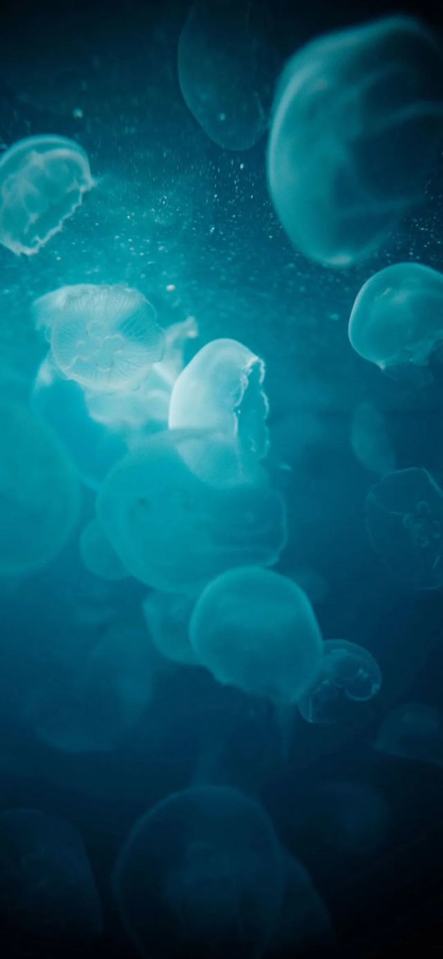 iphone壁纸|高清苹果壁纸5.11|iphone|苹果