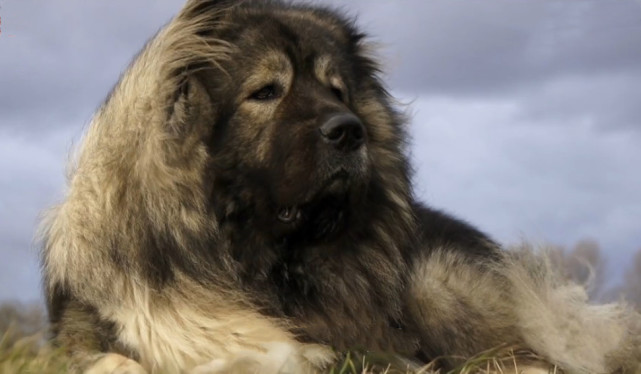 世界十大凶犬藏獒后裔高加索牧羊犬
