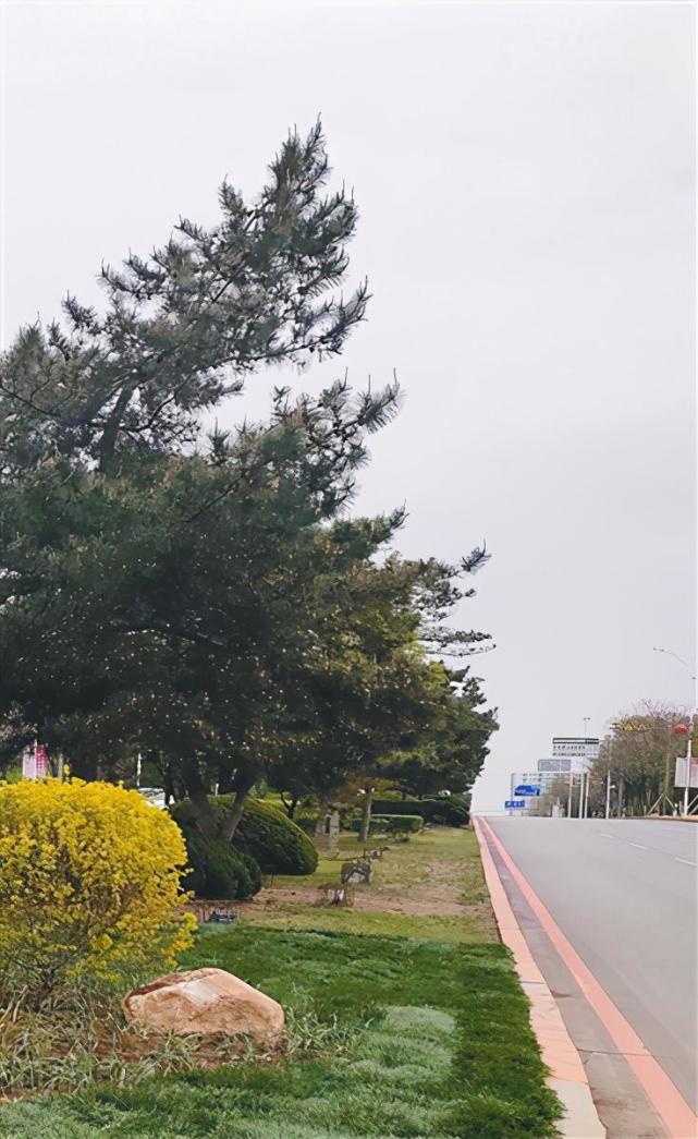 种上花草,栽上景观树,摆上景观石……5月10日,记者在沈北新区辉山大街
