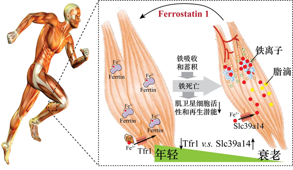 jcsm丨謝黎煒團隊發現骨骼肌衰老新機理_騰訊新聞