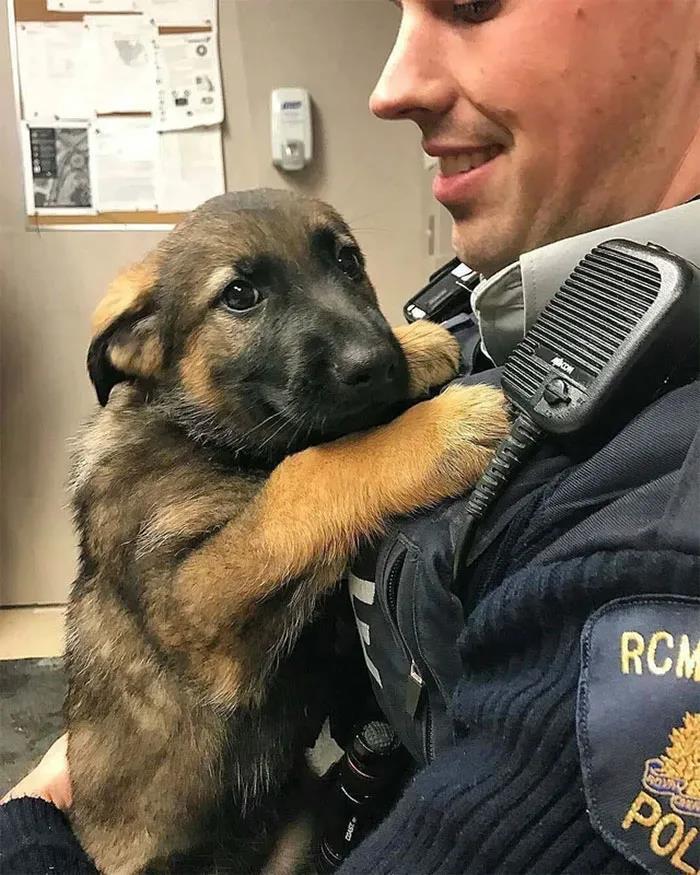 警犬考試不及格結果被學校開除委屈的樣子讓人心疼