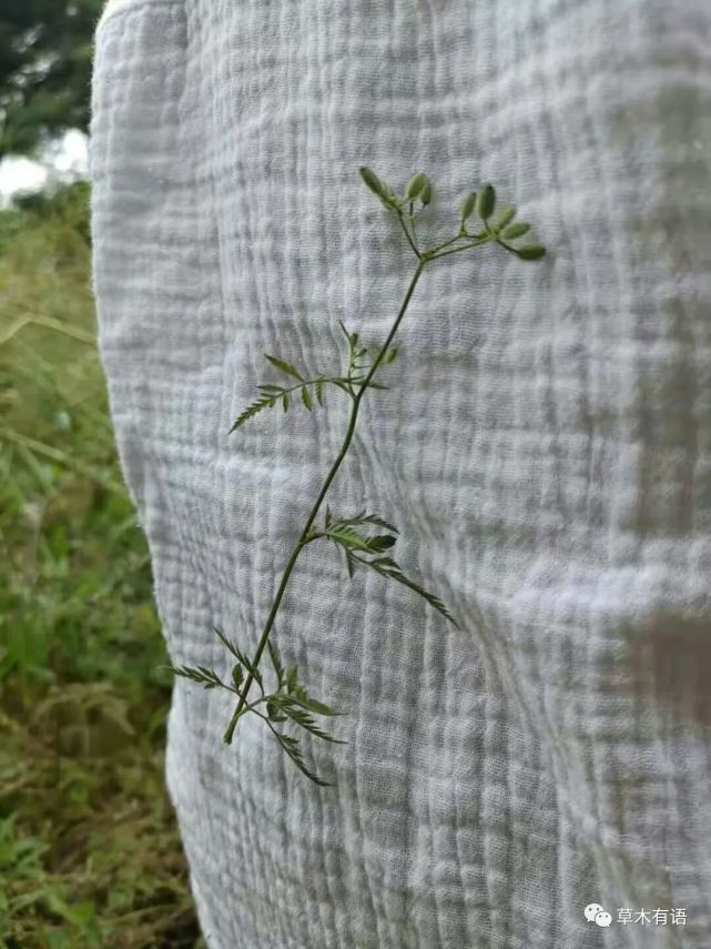 窃衣小窃衣让我悄悄地粘上你