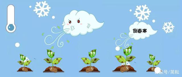 忽视霜冻,一晚回到解放前·|倒春寒|霜冻|冻害|种薯|马铃薯