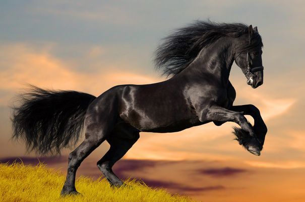 生肖马属马人有财气到来把握好机会将会一路发发发