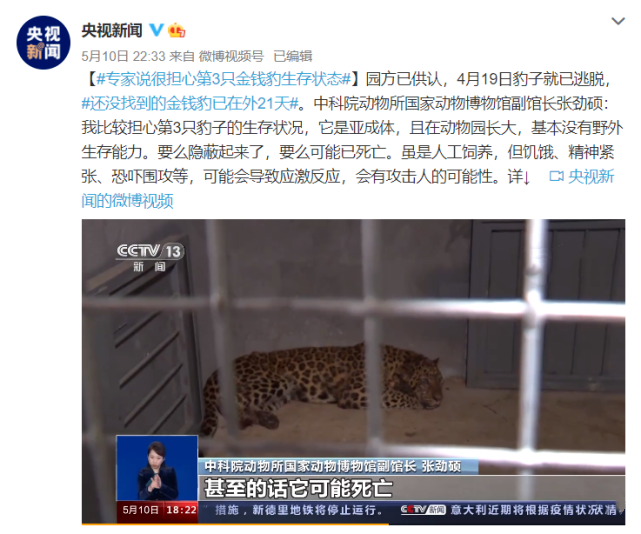 第3只金钱豹已外逃24天 专家:担心可能已死亡 因其基本无野外生存能力