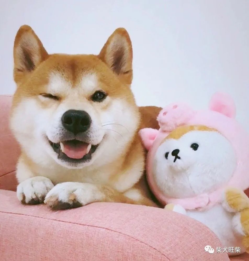 明明买的胡麻柴 怎么长大变成了赤柴 腾讯新闻