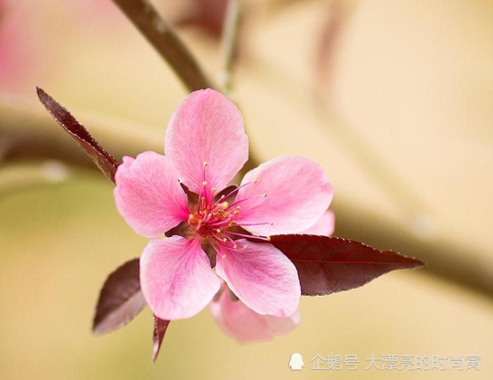 进去5月份桃花劫,一生都会被感情左右,幸好有贵人相助!