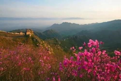 潮玩保定糟糕被白石山这波花海撩到了
