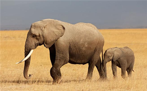 方舟子:中国没大象,象棋是印度人发明的,网友:你看看这是什么