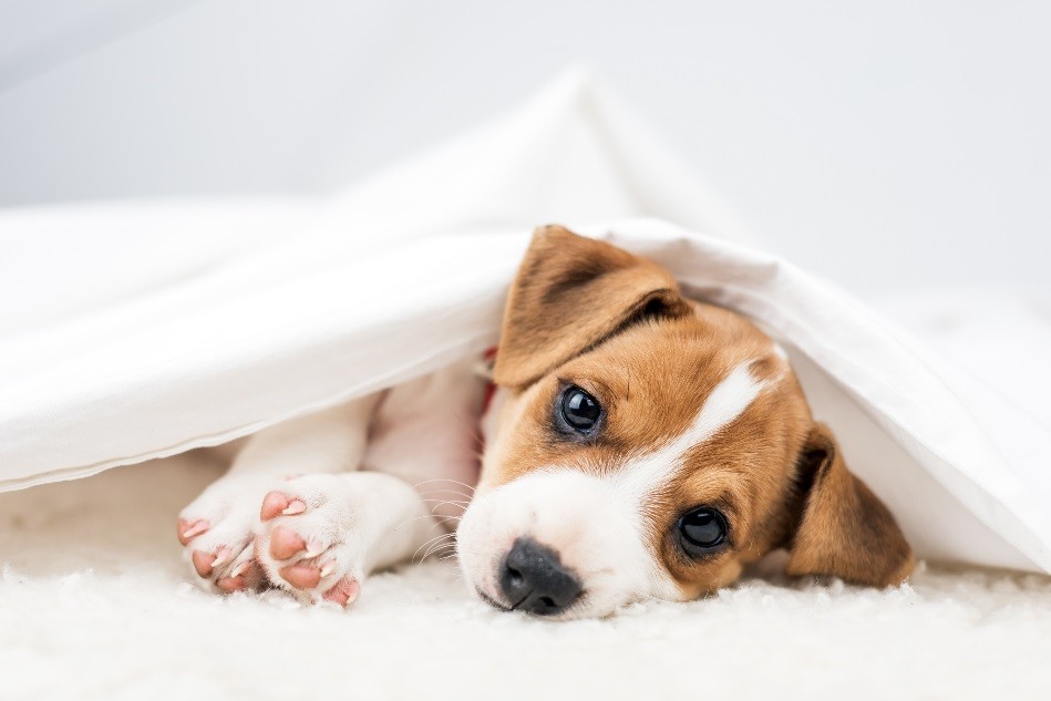 狗狗口臭是什么原因 怎么解决狗狗口臭 腾讯新闻