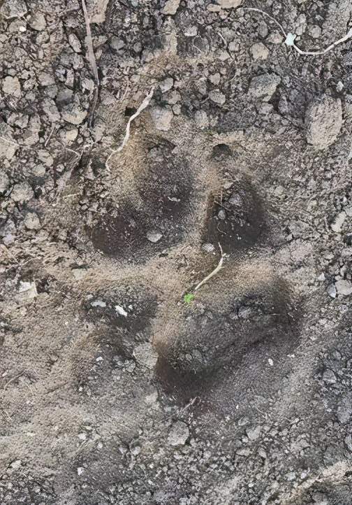 警方通过不明野生动物脚印和羊尸体咬痕进行检测后推断,是狼来啦!