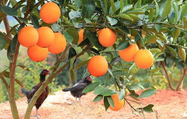 赣南脐橙图片2