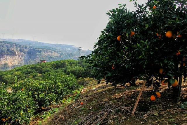 赣南脐橙图片4