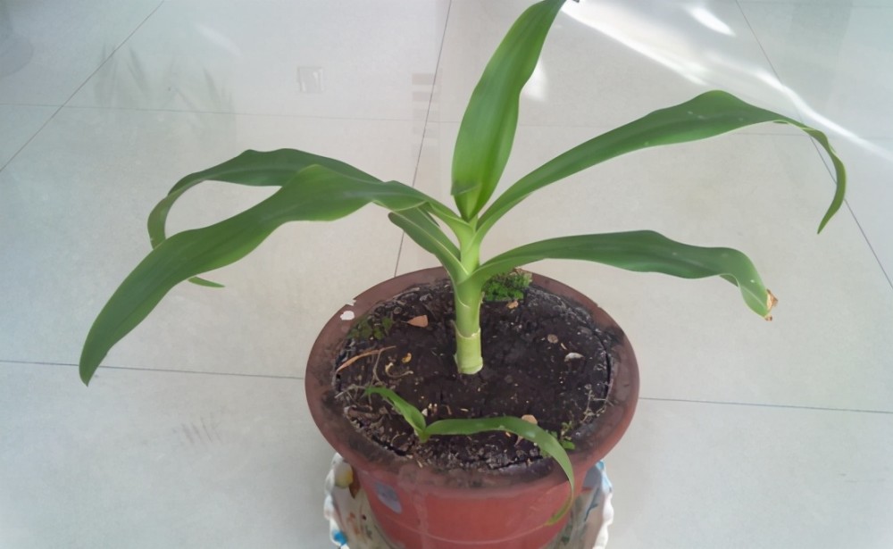 不乐意盆栽养着养着生虫 从选土开始就得谨慎 不用这4样 腾讯新闻