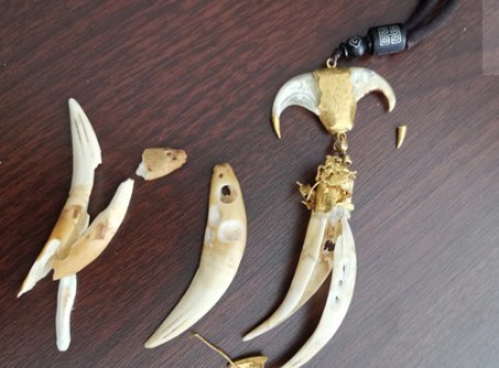 珲春一男子在网络上购买兽牙用于佩戴,结果违法了_腾讯新闻