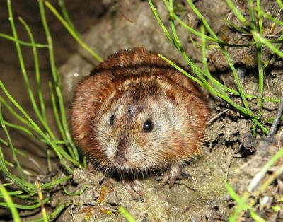 旅鼠这种小耗子繁殖能力比澳洲野兔强多了