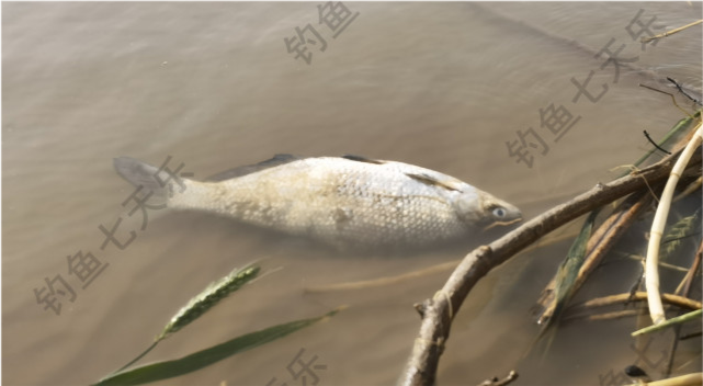 被电死的大鱼之前的常见鱼种,如马口鱼,穿钉子,红眼蚂螂等鱼种,单靠