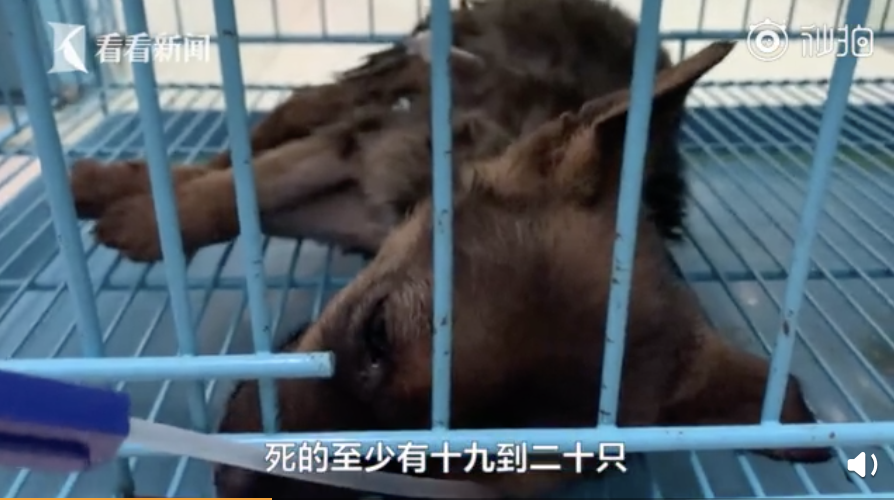 数十只猫狗尸体已发臭，又有“宠物盲盒”曝光！最新通报……