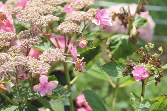 腾讯内容开放平台