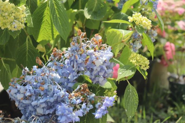 腾讯内容开放平台