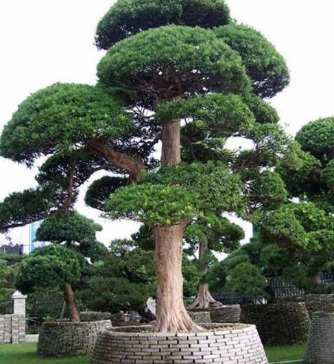 家门口种上3棵树聚气养人旺三代富贵人家都种了