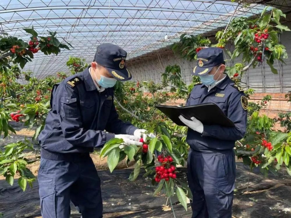 【动植物检疫】樱桃红了|大连樱桃走向国际市场_腾讯新闻