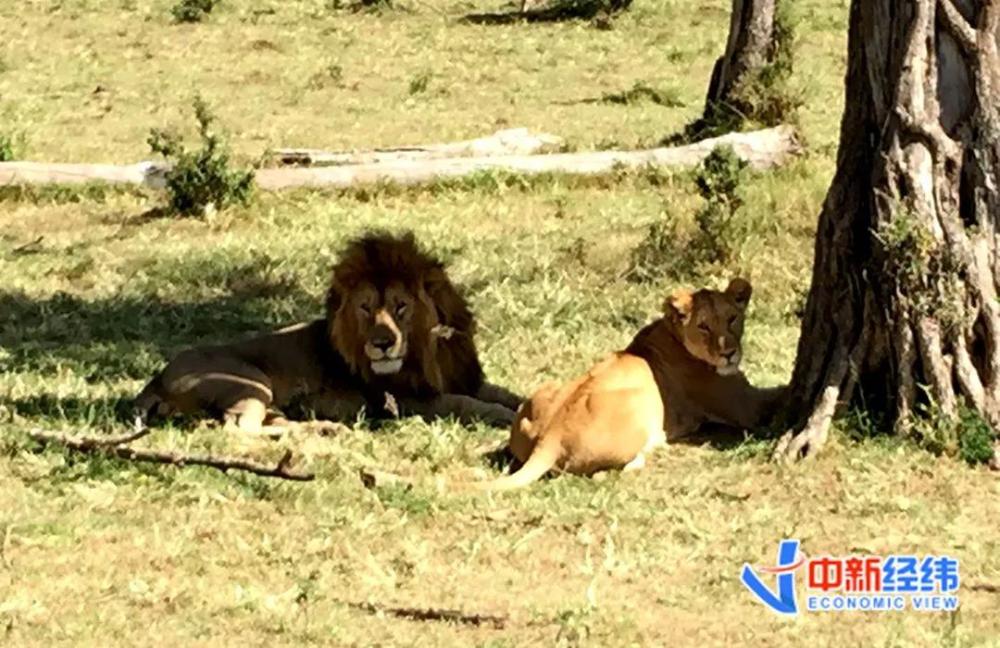 背離初衷我們真的需要那麼多野生動物園嗎