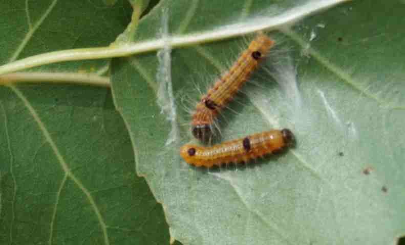 杨树食叶类害虫蠢蠢欲动预计近期发生面积约14万亩