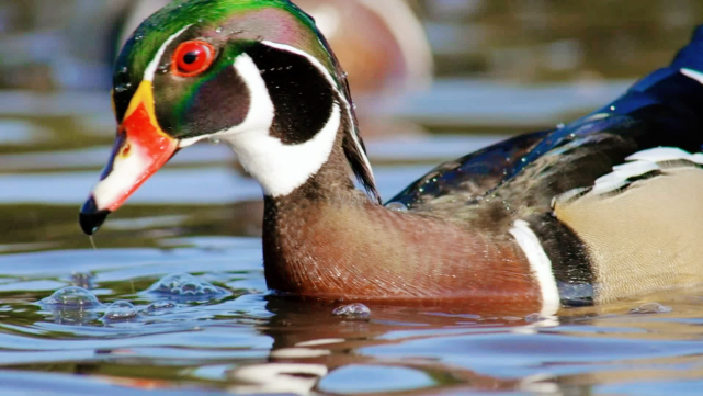 乌龟|鱼类|鸭子|藤壶|火鸡