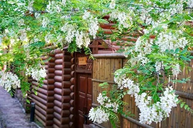 农村不起眼"洋槐花",能吃能赏,做成院子景观搭配,真是太美_腾讯新闻