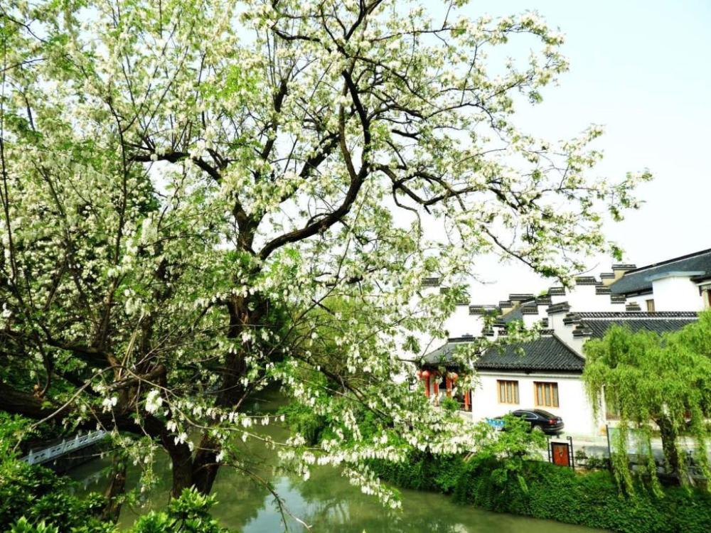 农村不起眼"洋槐花",能吃能赏,做成院子景观搭配,真是太美_腾讯新闻